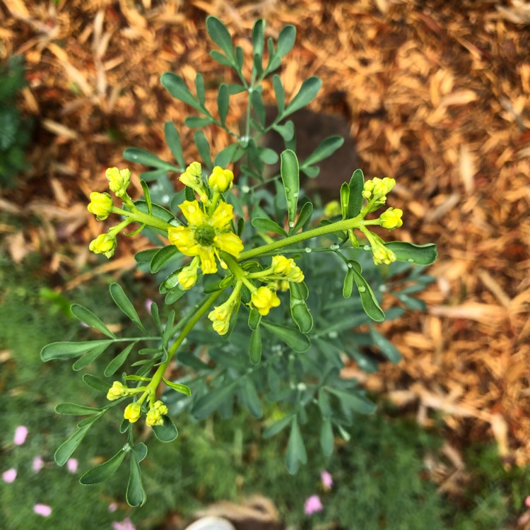 Plant image Ruta Graveolens