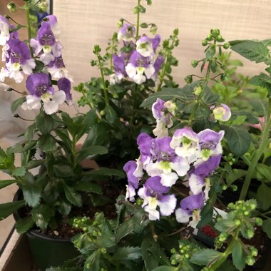 Angelonia