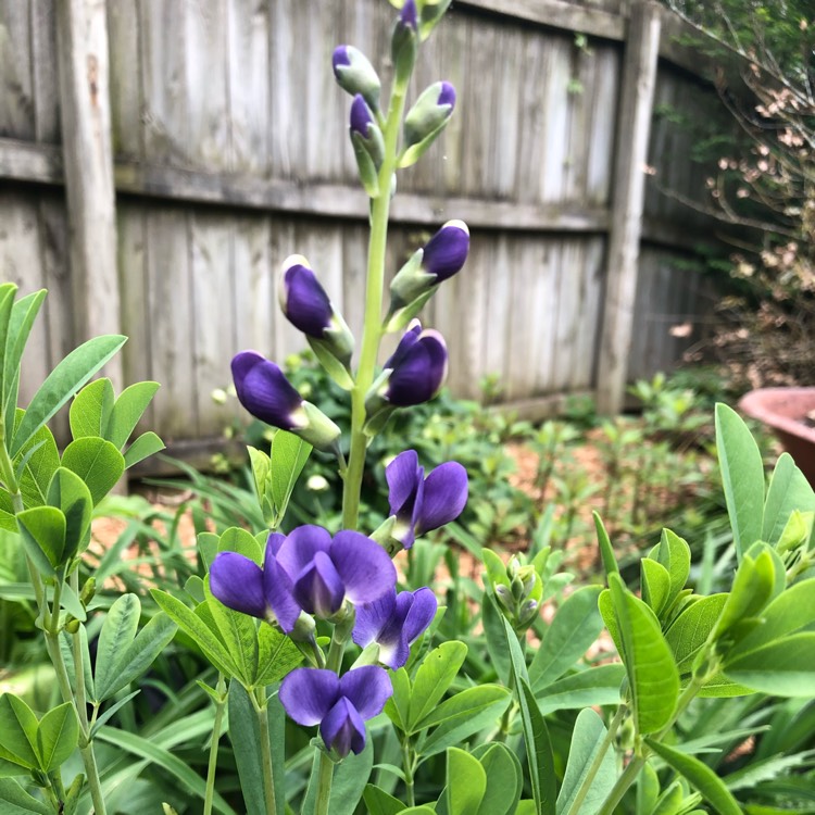 Plant image Baptisia australis