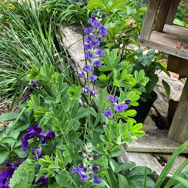 Plant image Baptisia australis