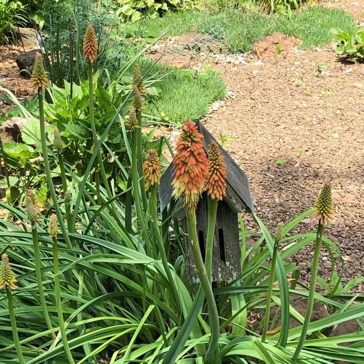 Plant image Kniphofia northiae syn. Tritoma northiae