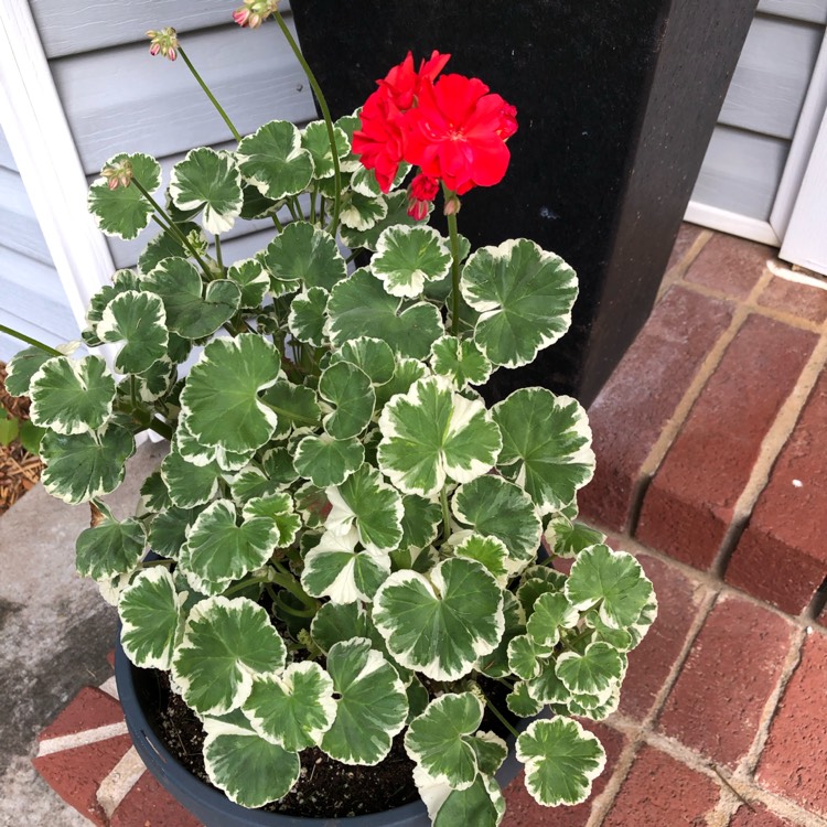 Plant image Pelargonium 'Wilhelm Langath'