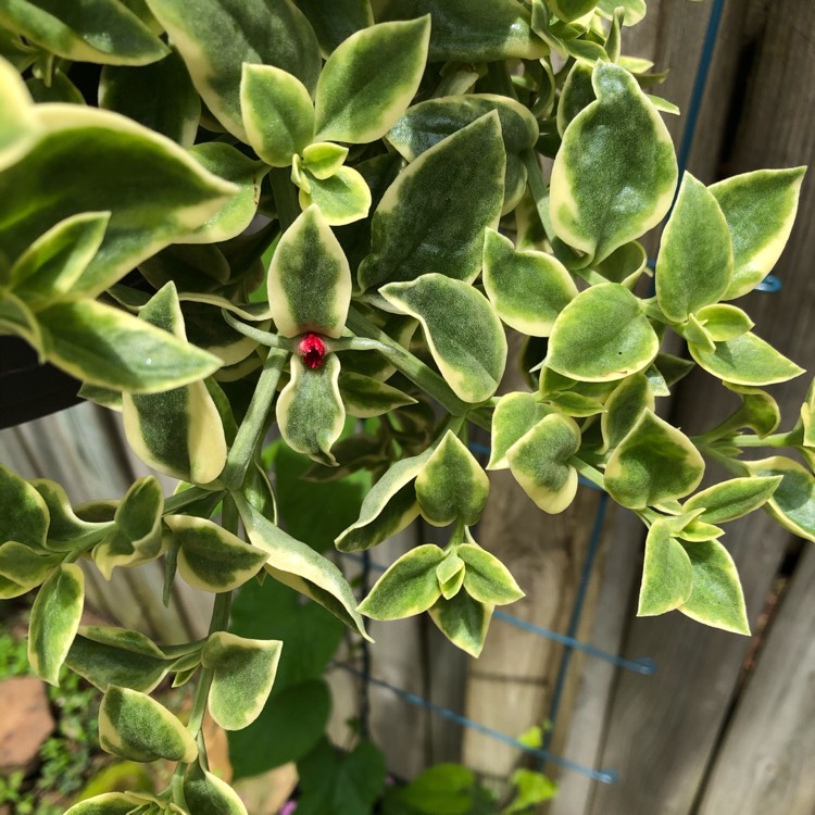 Plant image Aptenia cordifolia Variegata