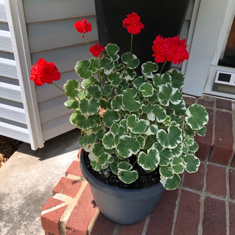 Plant image Pelargonium 'Wilhelm Langath'