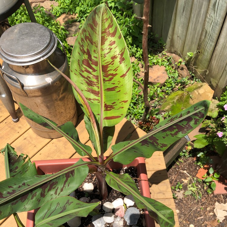 Plant image Musa 'Red Dwarf'