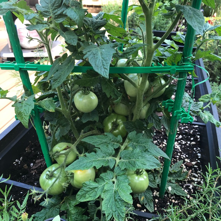 Plant image Solanum lycopersicum 'Patio'