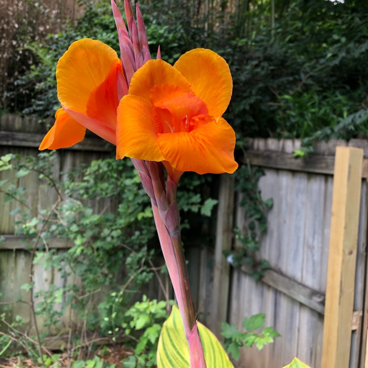 Plant image Canna 'Mactro' syn. Canna 'Tropicanna Gold'