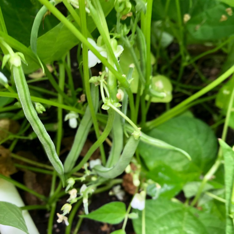 Plant image Phaseolus vulgaris 'Blue Lake'