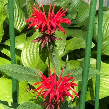 Monarda 'Jacob Cline.