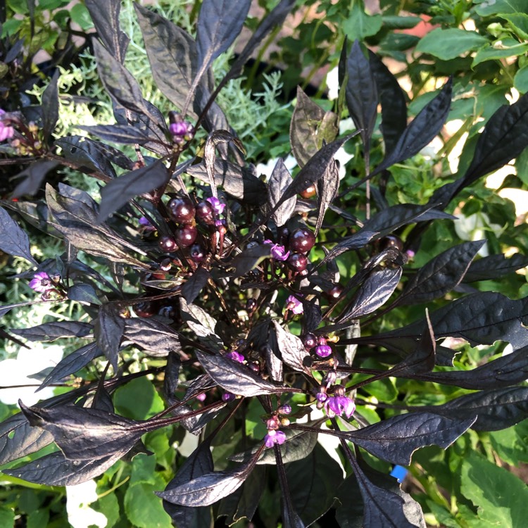 Plant image Capsicum Annuum 'Purple Flash'