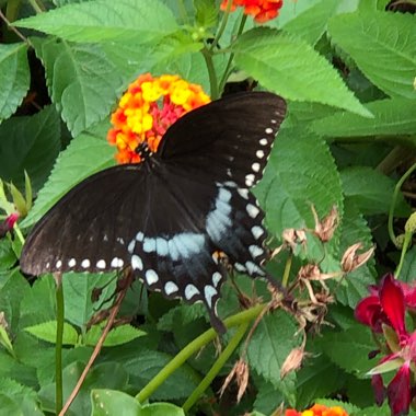 Lantana camara