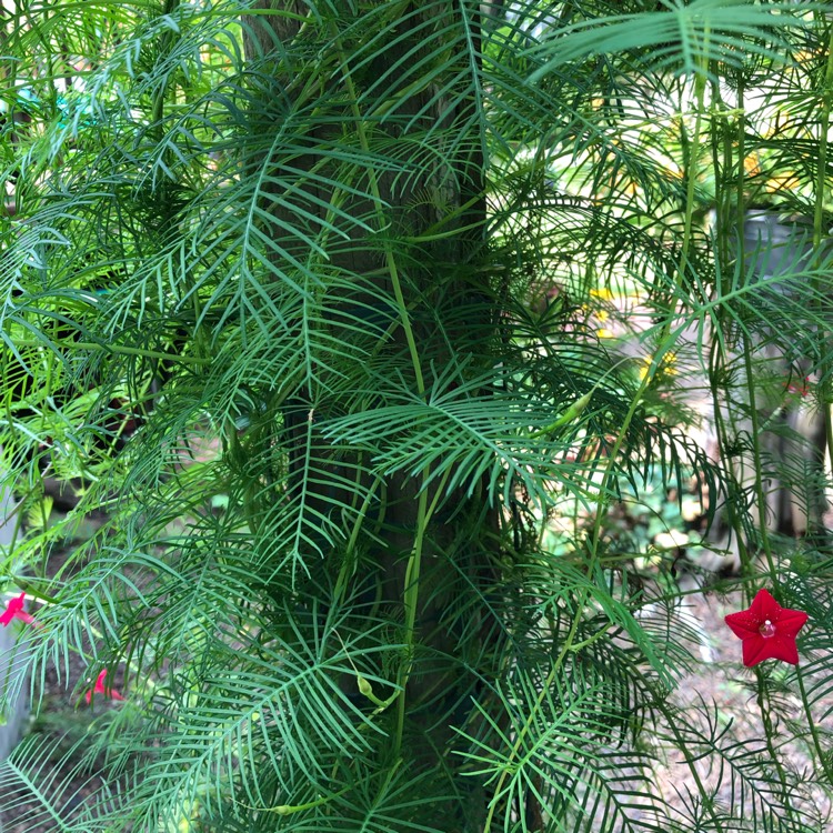 Plant image Ipomoea quamoclit  syn. Quamoclit pennata