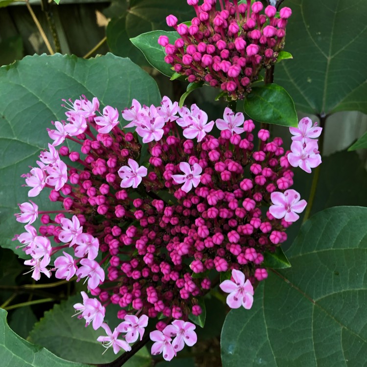 Plant image Clerodendrum bungei