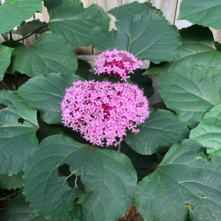 Plant image Clerodendrum bungei