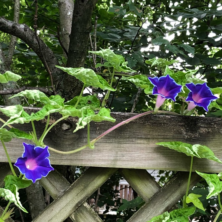 Plant image Ipomoea Nil 'Blue Picotee'