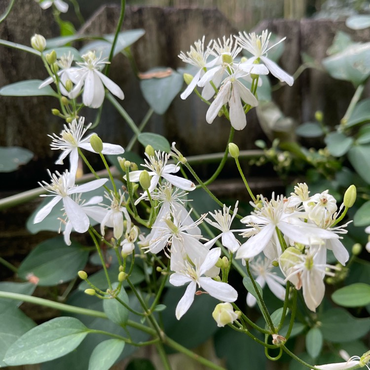 Plant image Clematis paniculata