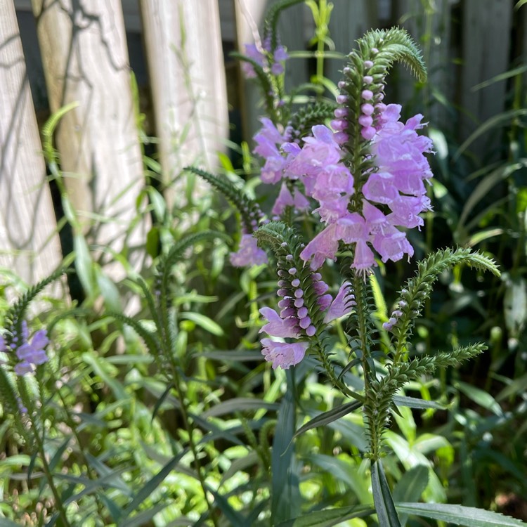 Plant image Physostegia virginiana 'Summer Snow'