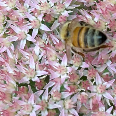 Hylotelephium Herbstfreude