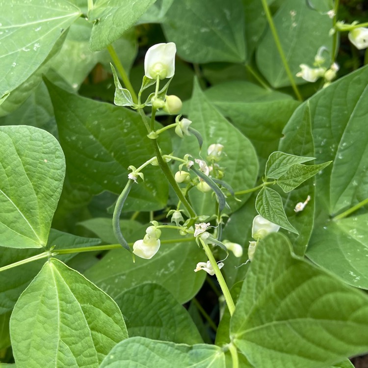 Plant image Phaseolus Vulgaris