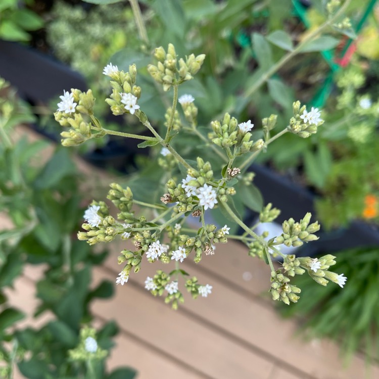 Plant image Stevia rebaudiana