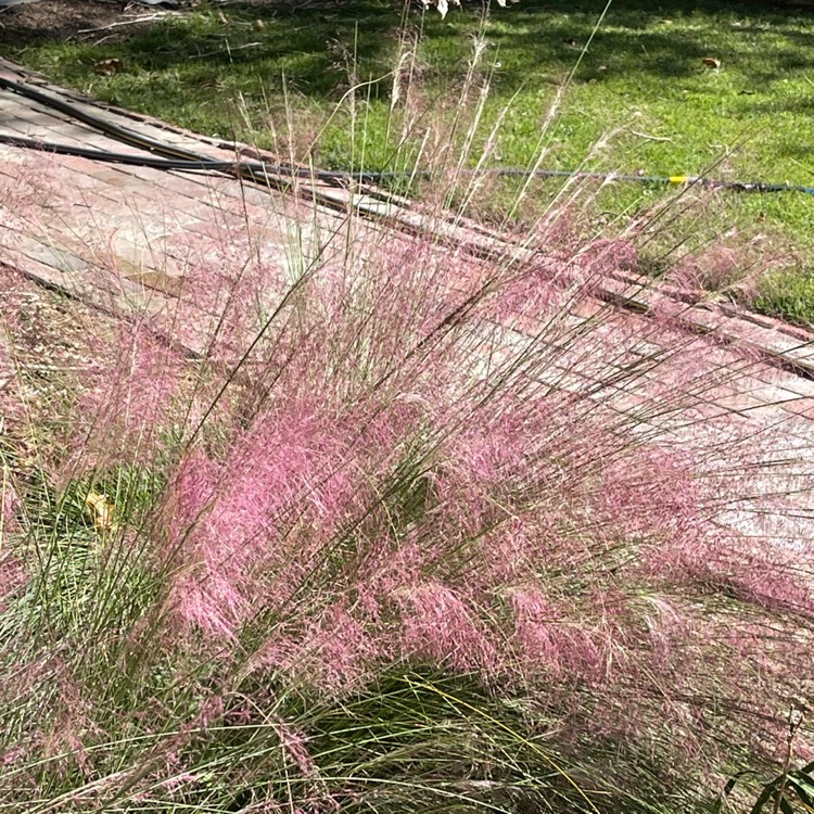 Plant image Muhlenbergia Capillaris