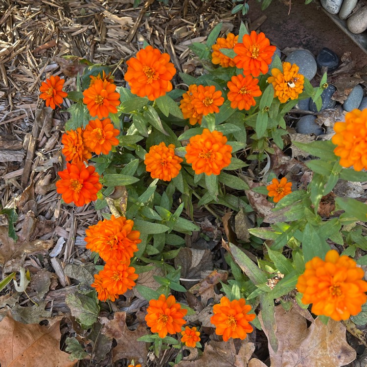 Plant image Zinnia marylandica 'Pas553645' (Double Zahara Series) syn. Zinnia marylandica 'Double Zahara Fire'