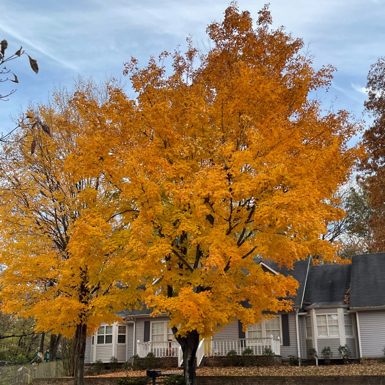 Plant image Acer saccharum syn. Acer palmifolium, Acer saccharophorum