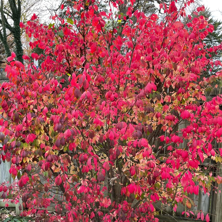 Plant image Euonymus alatus