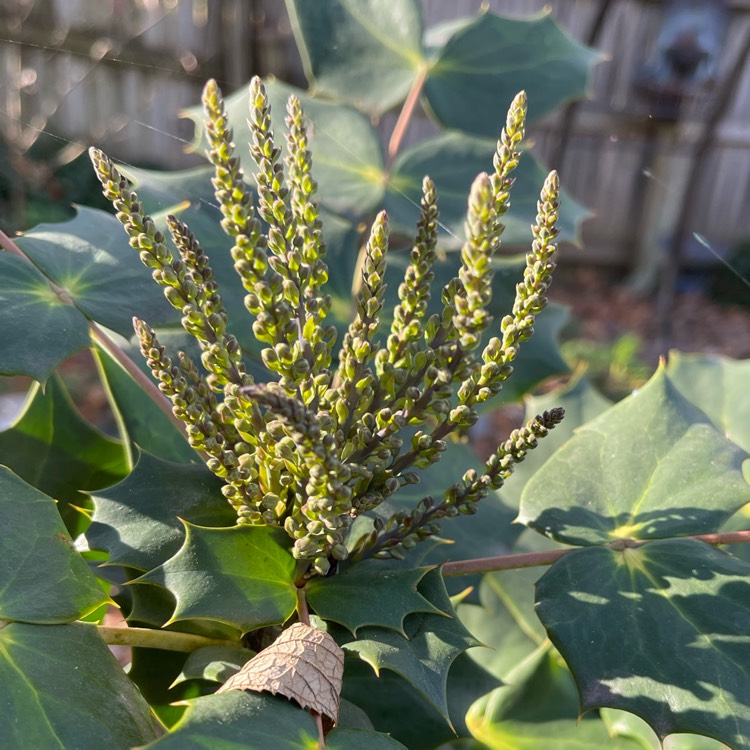 Plant image Mahonia japonica 'Bealei'