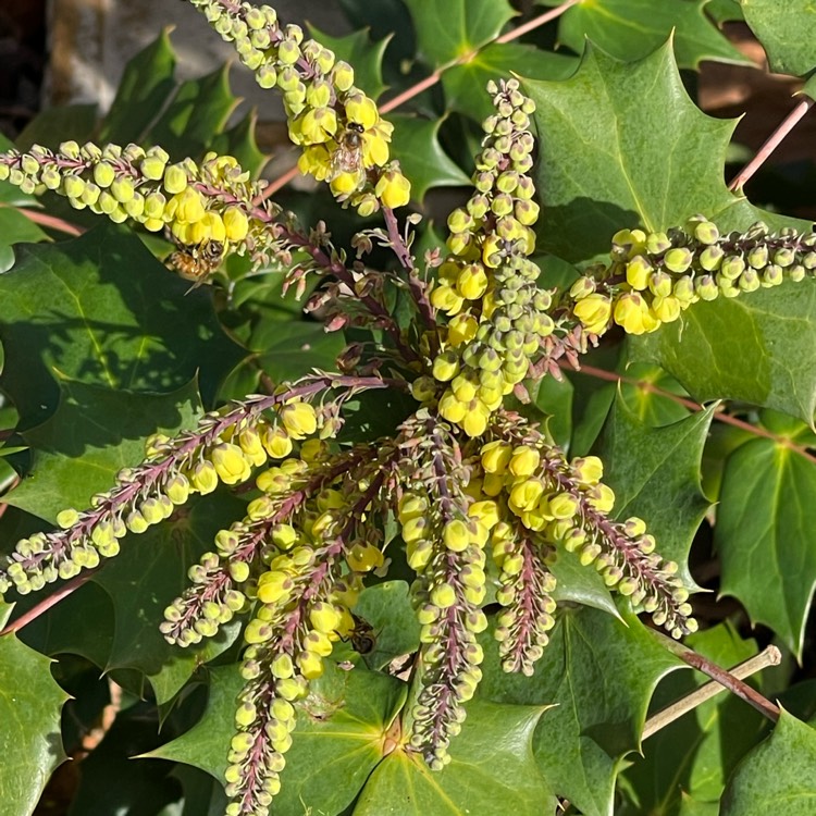 Plant image Mahonia japonica 'Bealei'