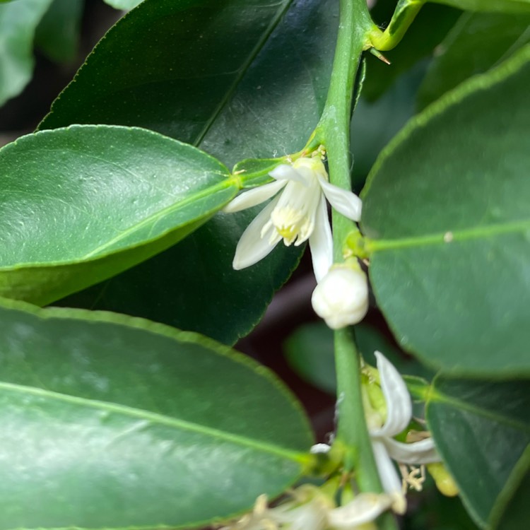 Plant image Citrus x latifolia