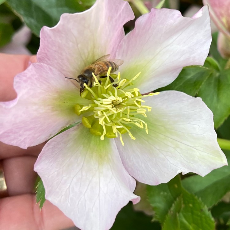 Plant image Helleborus orientalis