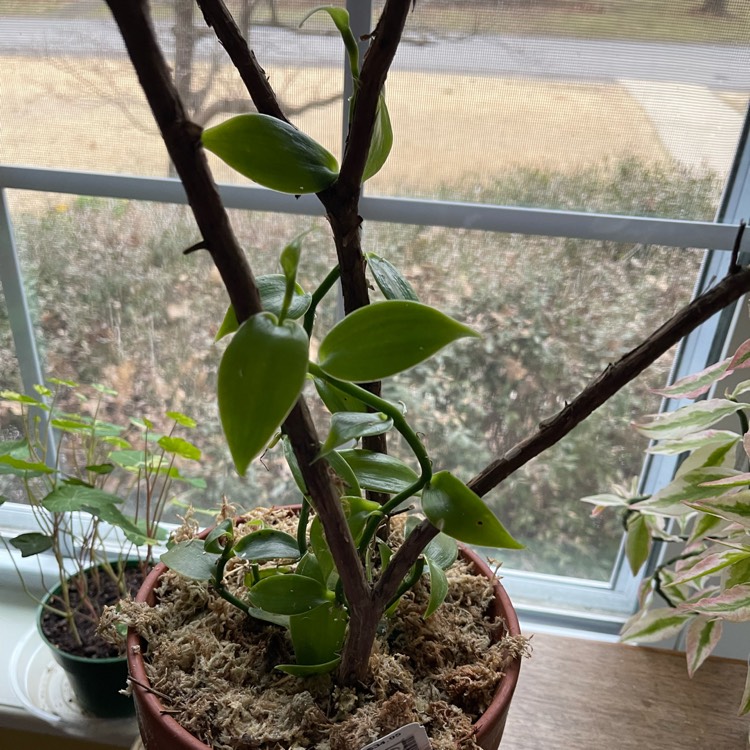 Plant image Vanilla planifolia