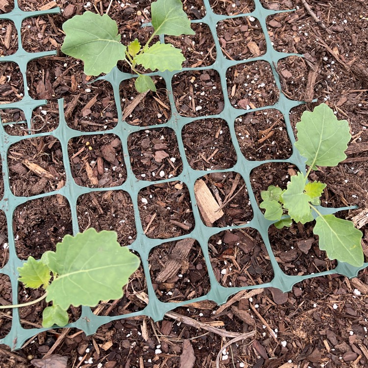 Plant image Brassica oleracea (Gongylodes Group)