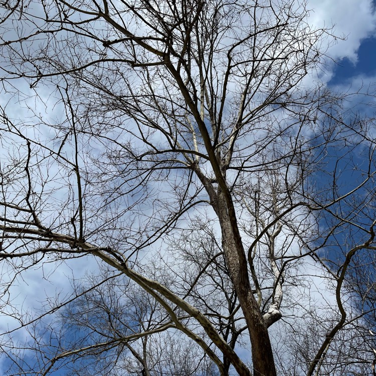 Plant image Platanus Occidentalis