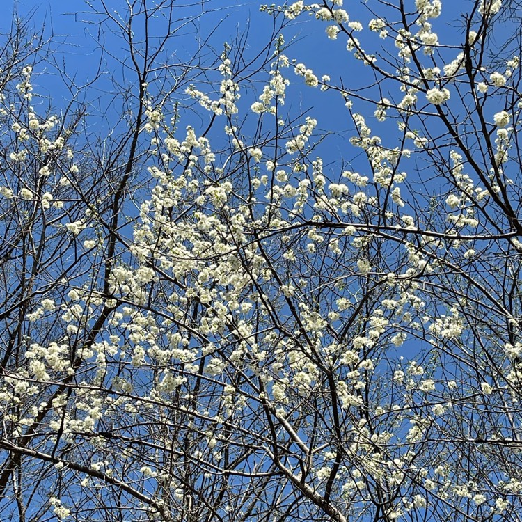 Plant image Prunus Americana