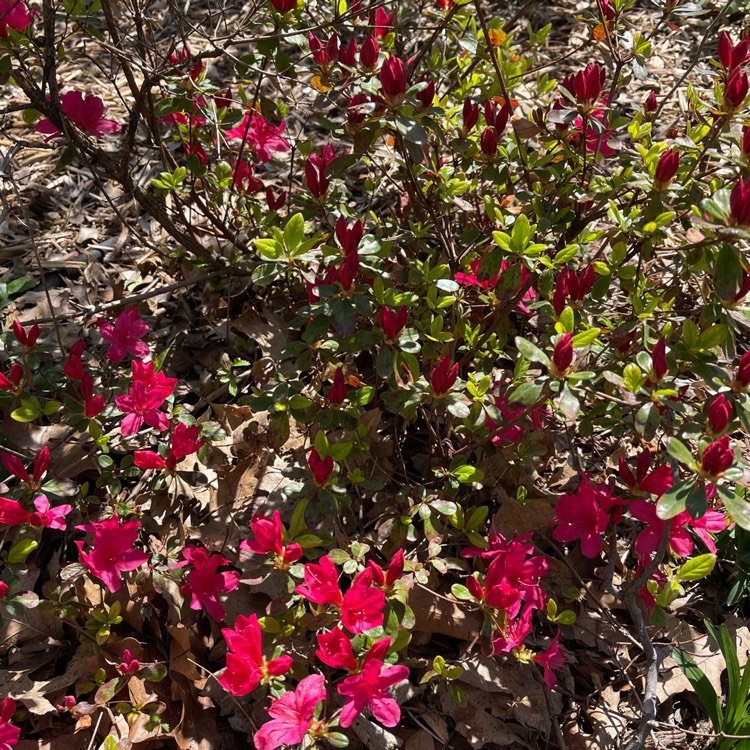 Plant image Rhododendron 'Hino Crimson'