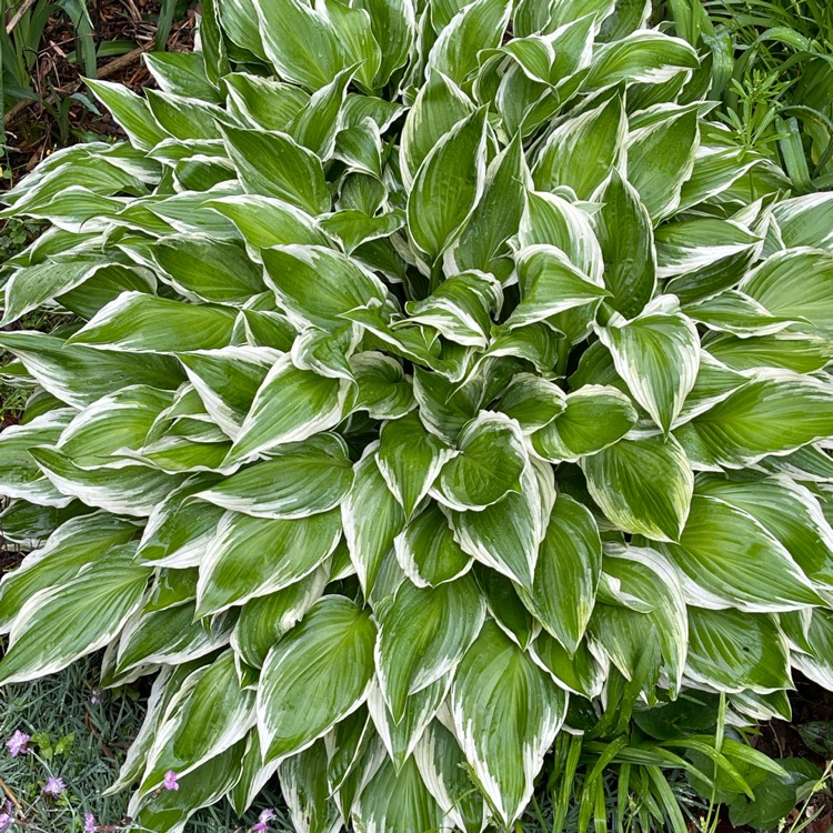 Plant image Hosta 'Aureomarginata' (ventricosa) syn. Hosta ventricosa 'Aureomarginata', Hosta 'Variegata' (ventricosa), Hosta 'Ventricosa Variegata'