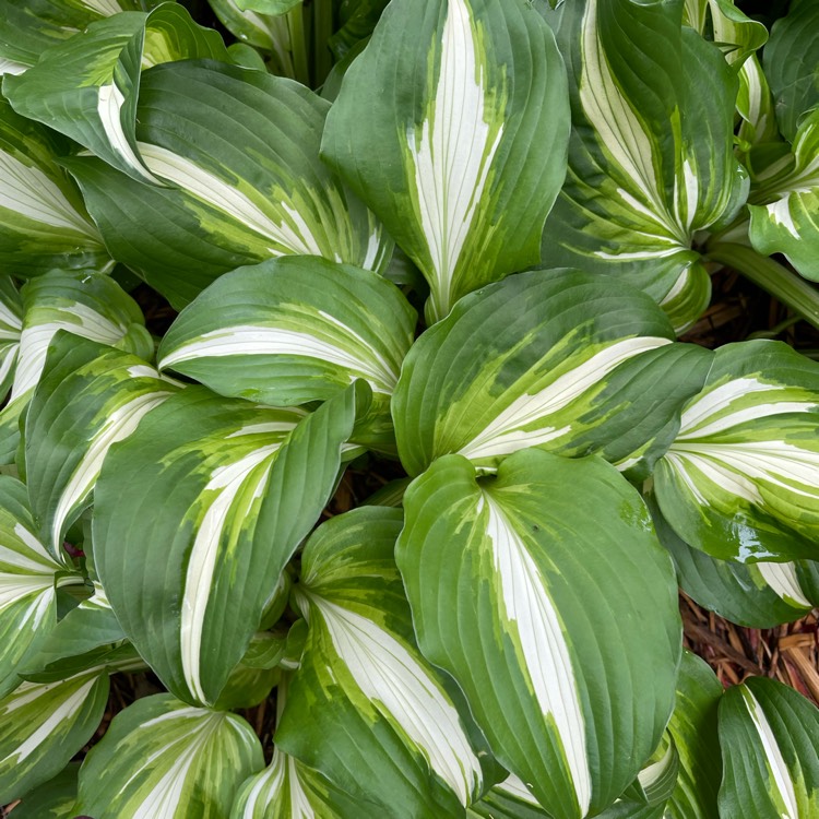 Plant image Hosta Medio Variegata