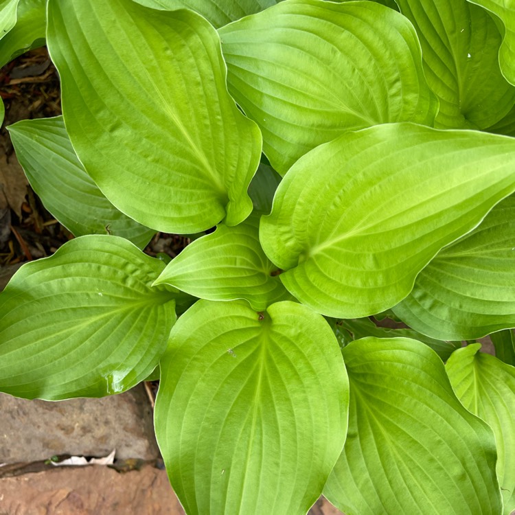 Plant image Hosta plantaginea