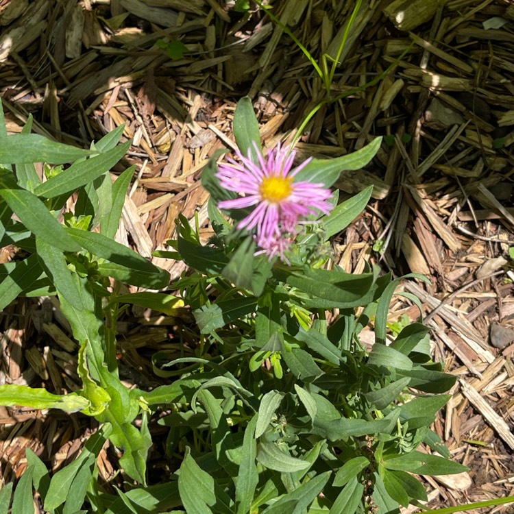 Plant image Aster Violetta