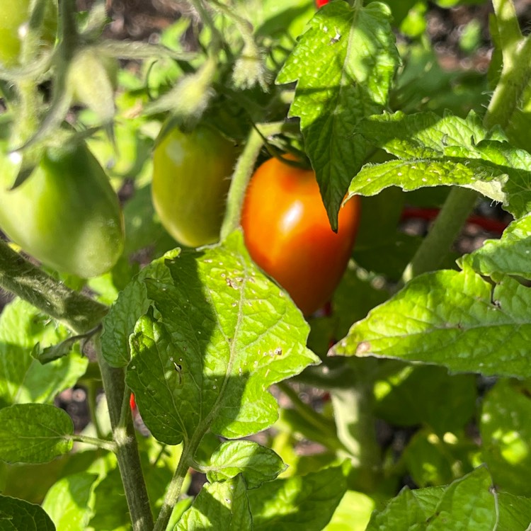 Plant image Solanum lycopersicum 'Juliet Roma'