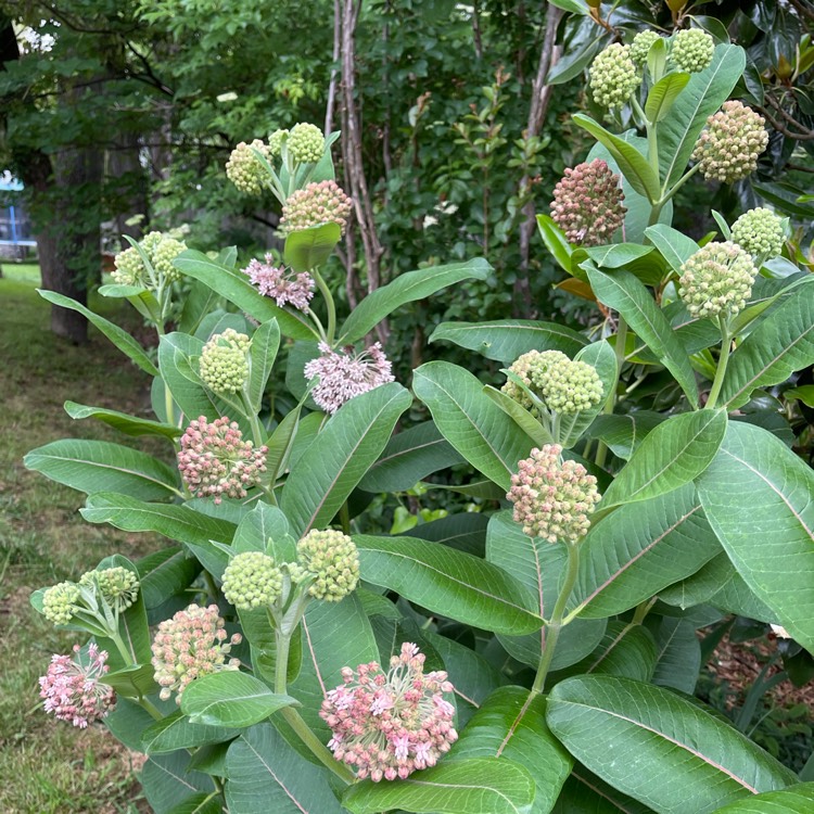 Plant image Asclepias syriaca