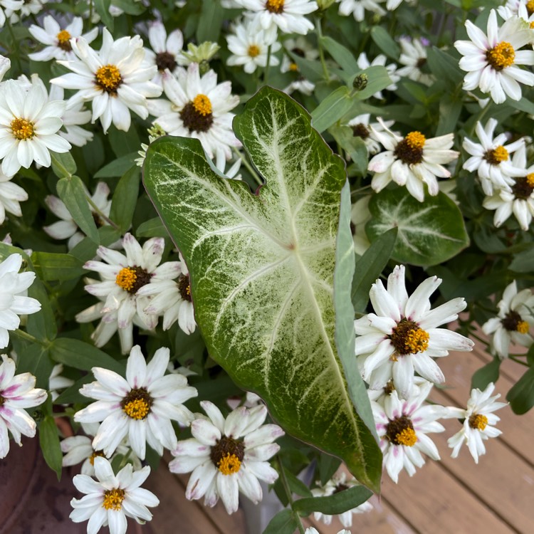 Plant image Zinnia 'Profusion White' (Profusion Series)