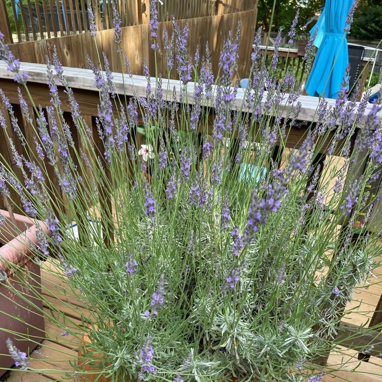 Plant image Lavandula x intermedia 'Phenomenal'