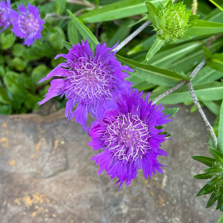 Plant image Stokesia laevis