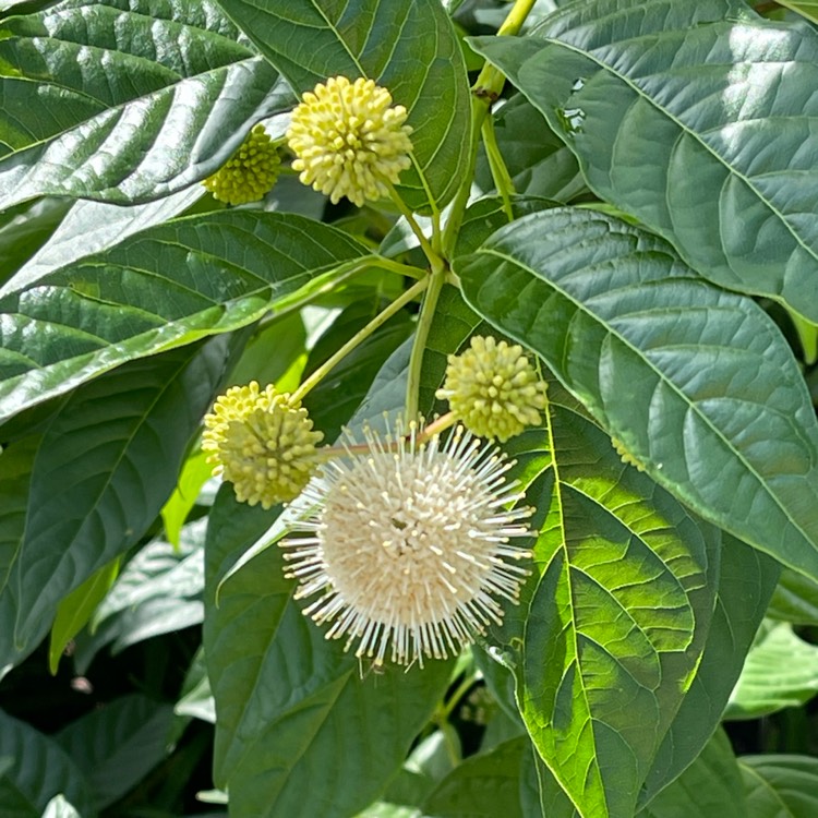 Plant image Cephalanthus occidentalis