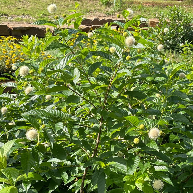 Plant image Cephalanthus occidentalis