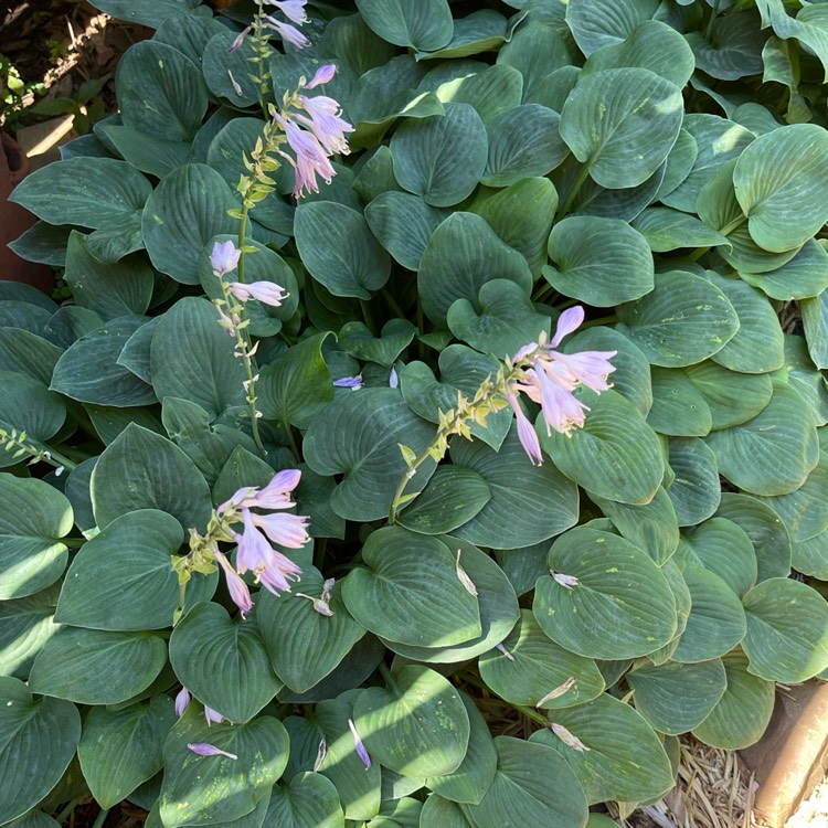 Plant image Hosta 'Blue Mouse Ears'