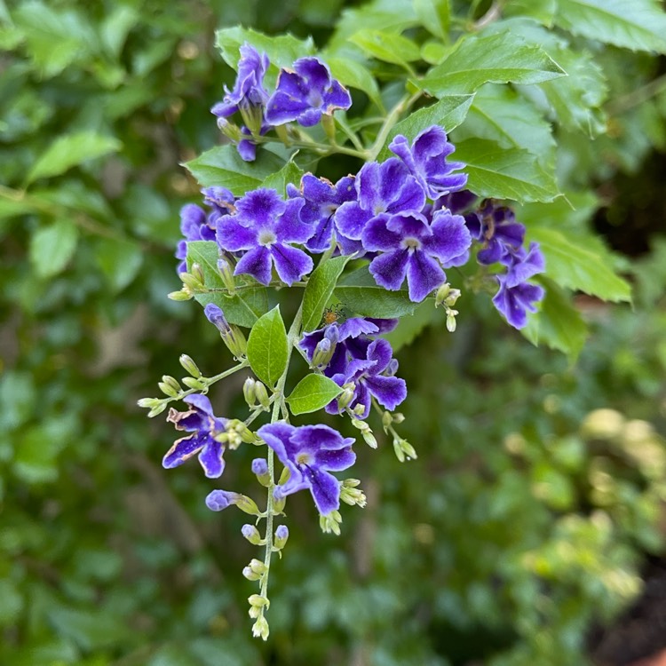 Plant image Duranta